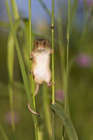 Mr snelson, a maintenance engineer from warrington,. Secret Lives Of The Harvest Mice Science The Guardian