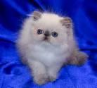 Himalayan Kittens for Sale - Adoptapet