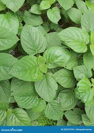 Image result for Urera