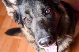 Why Does My Dog Howl When I Howl