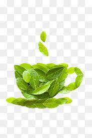 Tea Cup Tea Green Leaves Cup Png Transparent Clipart Image And Psd File For Free Download Green Leaf Tea Green Leaves Leaves