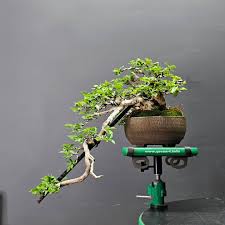 Image result for Premna mooiensis