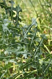 Image result for Lactuca glandulifera