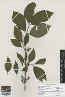 Image result for Vangueria apiculata