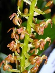 Image result for Liparis harketii