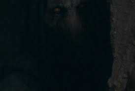 Image result for Cynorkis brevicalcar