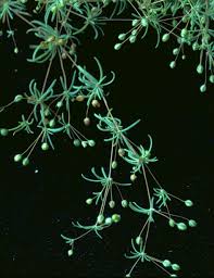 Image result for Hypertelis cerviana