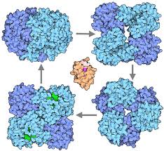 Image result for Fatty Acid