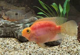 Blood Parrot Bloody Parrot Fish Jellybean Parrot Cichlid Guide