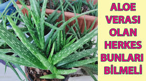 Aloe vera uygun toprakta olması ve güneş alabilmesi şartıyla bahçelerde sıfır bakımla yetiştirilebilir. Aloe Veranin Bol Yavru Vermesi Icin Yapilmasi Gerekenler Aloe Vera Bakimi Aloe Vera Cogaltma Aloe Youtube