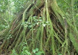 Image result for Scorodophloeus zenkeri