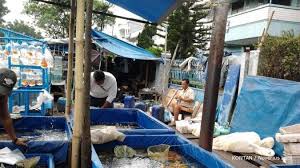 Tadi saya lihat dia baru keluar dari ruko dekat markas laskar nkri. Sentra Ikan Hias Tegallega Lokasi Favorit Berburu
