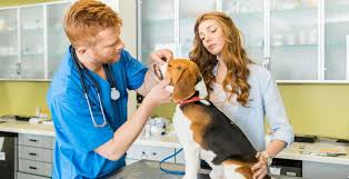 There are way too many animals that are euthanized each year because no one can adopt them. Vet Forms For Amazon Animal Hospital In Chula Vista Ca