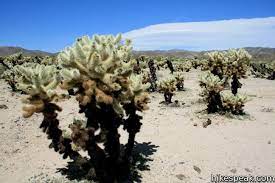 Tabacum) and, like that plant, was traditionally smoked by native americans, to whom tobacco was sacred rather than recreational. Cholla Cactus Garden Joshua Tree Hikespeak Com