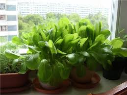 There is no need to use cultivation since spinach, depending on its variety, becomes mature in as short as 35 to 45 days. How To Grow Spinach In Pots Growing Spinach In Containers Care Balcony Garden Web