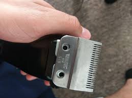 Contrary to popular belief, dogs suffer the same diseases as humans such as obesity. How To Sharpen Clipper Blades With Sandpaper My Beard Gang