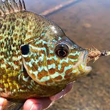 In My Opinion Pumpkinseed Sunfish Are One Of The Most Beautiful Freshwater Fish Panfishonthefly Pumpkinseed Sunfish W Freshwater Fish Bluegill Fly Fishing