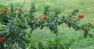 Image result for Combretum constrictum