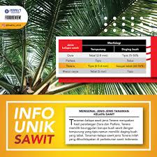 Jenis buah yang masuk ke pabrik sawit pada umumnya jenis tenera atau jenis dura. Healthy Oil Berdasarkan Ketebalan Tempurung Dan Daging Facebook