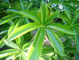 Image result for Sterculia africana
