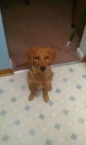 Explore 147 listings for golden retriever puppies for sale uk at best prices. Golden Retrievers Puppies For Sale Virginia