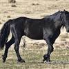 Matte buckskin, bald face, pinkish nose, black points, chalky: 1