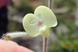 Image result for Macrotyloma