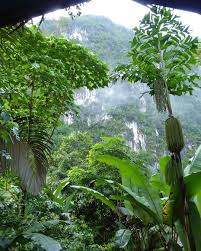 not a bad view from our treehouse treehouse thailand nationalpark travelplanner kosykinastraveltips holi holiday hack tree house national parks