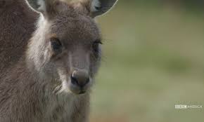 Get caught up in your favorite bbc america shows with full episodes, video extras, and previews of upcoming series. Bbc America S A Wild Year On Earth Kangaroo Breeding Palooza Preview Tv Shows Ace