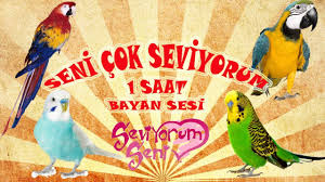 Seni Cok Seviyorum Ses Kaydi Muhabbet Kusu Ve Papagan Konusturma 1 Saat Kadin Sesi Youtube