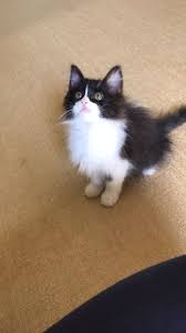 الدولة الامارات رقم الموبايل 0507287848 معلومات عن الإعلان للبيع انثى عمرها شهر ونص ب 1300 لتواصل ع الواتساب 0507287848 القطوة نظيفة و Animals Cats