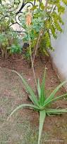 Image result for Aloe veseyi