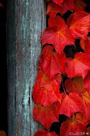 Pin By Mmxplus On Pretty Pictures In 2020 Fall Colors Autumn Beauty Beautiful Fall