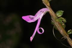 Image result for Dicliptera hensii