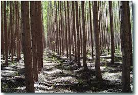 Image result for Eucalyptus cloeziana