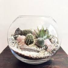 See more ideas about mini cactus, cactus, planting flowers. Cactus Terrariums Easy On The Eye But Sooo Hard To Manage Laidback Gardener
