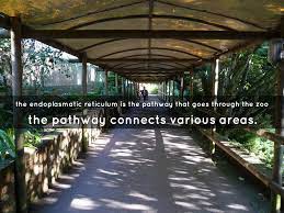 Check spelling or type a new query. A Cell Is Like A Zoo By Houzeaur
