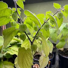 Image result for Physalis lagascae