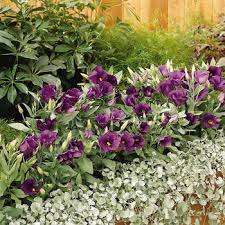 Image result for eustoma lisianthus in garden