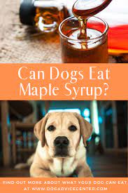 Can Dogs Eat Maple Syrup Dog Eating Can Dogs Eat What Human Food Can Dogs Eat