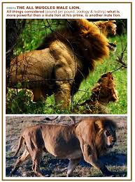 The lion model is created from actual lions, the head is sculpted on top of a 3d scanned skull of a very large lion. What Would Happen If A Male Lion Hunts Daily Like A Lioness Would It Be Strong As A Male Tiger Quora