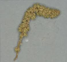 Image result for Cyathula lanceolata