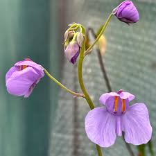 Image result for Utricularia tortilis