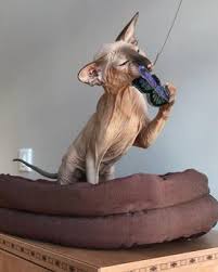 Check out our hairless cat selection for the very best in unique or custom, handmade pieces from our pet tops shops. Peterbald Kittens Persian Kittens For Sale Sphynx Kittens For Sale Donskoy Kittens For Sale Peterbald Kittens