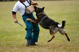 K9 Dog Club Istanbul Kopek Egitimi