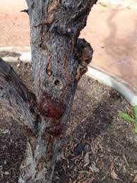 Maybe you would like to learn more about one of these? Xtremehorticulture Of The Desert Plum Sap Not Always Disease Or Insects