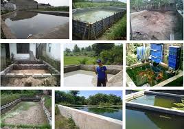 Tahapan Membuat Kolam Ikan Gurame Lengkap Dengan Gambar