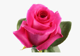 It spread intense, mild classic rose fragrance. Pink Floyd Png Download Best Flowers In The World Rose Transparent Png Kindpng