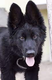 Great ideas for male and female dogs. German Shepherd Names Over 200 Great Ideas For Boy And Girl Dogs