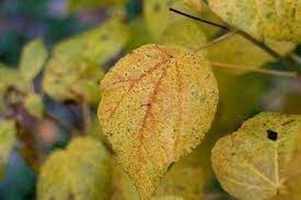 It also has about a dozen buds. Yellow Hibiscus Leaves How To Fix Yellowing Leaves On Hibiscus
